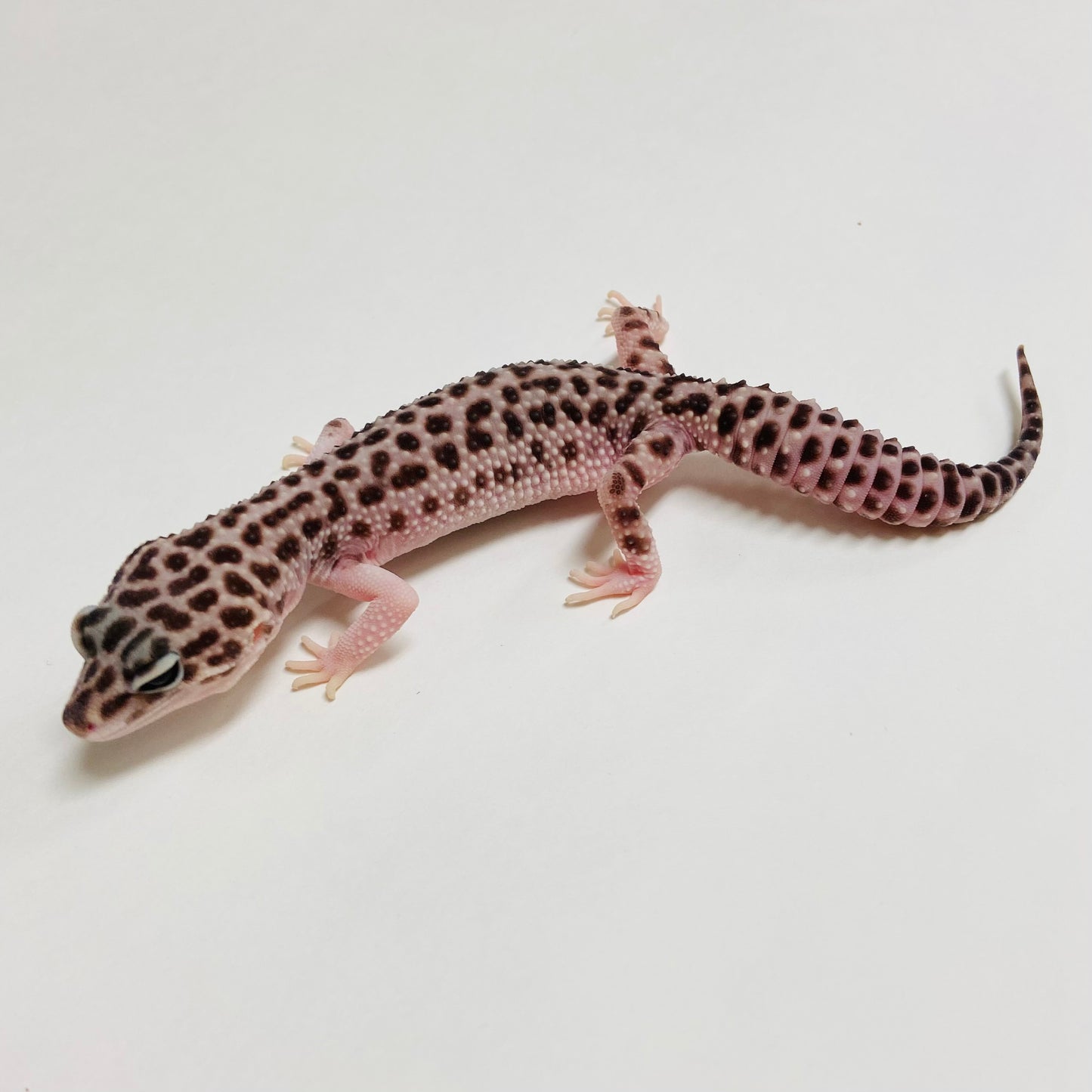 Super Snow Leopard Gecko Female A-B4-62322-1