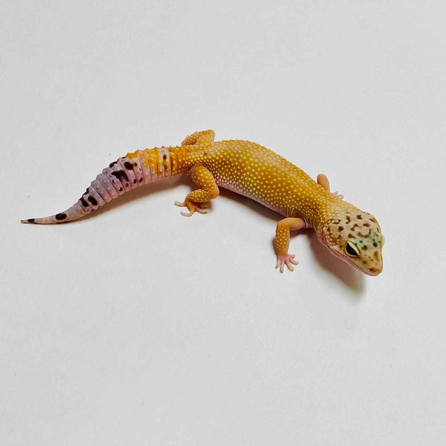 Super Hypo W/Y Leopard Gecko Female B-B8-62623-1