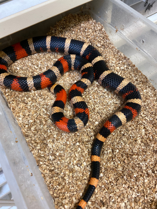 Apricot Pueblan Milk Snake- 2022 Male M02