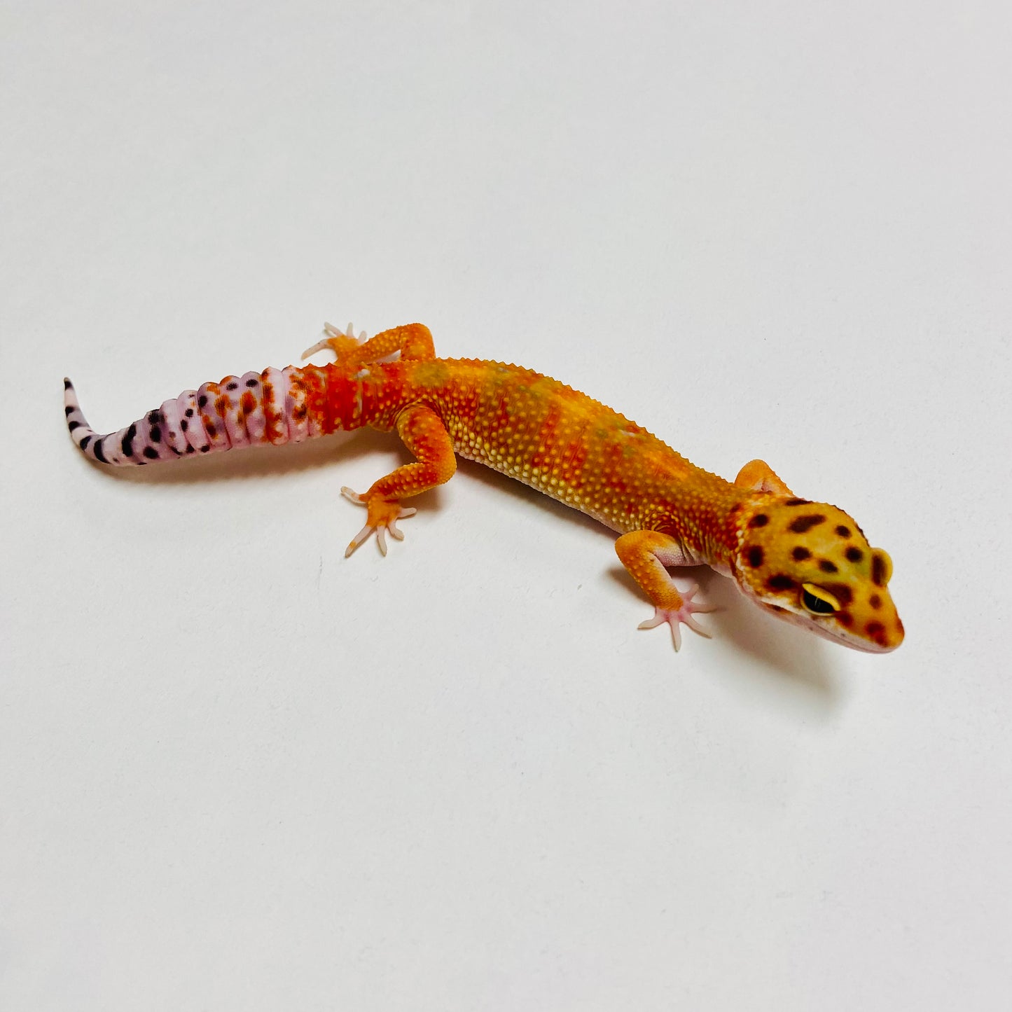 Hi Green Tangerine Carrot Tail Leopard Gecko Male B-A2-70824-1