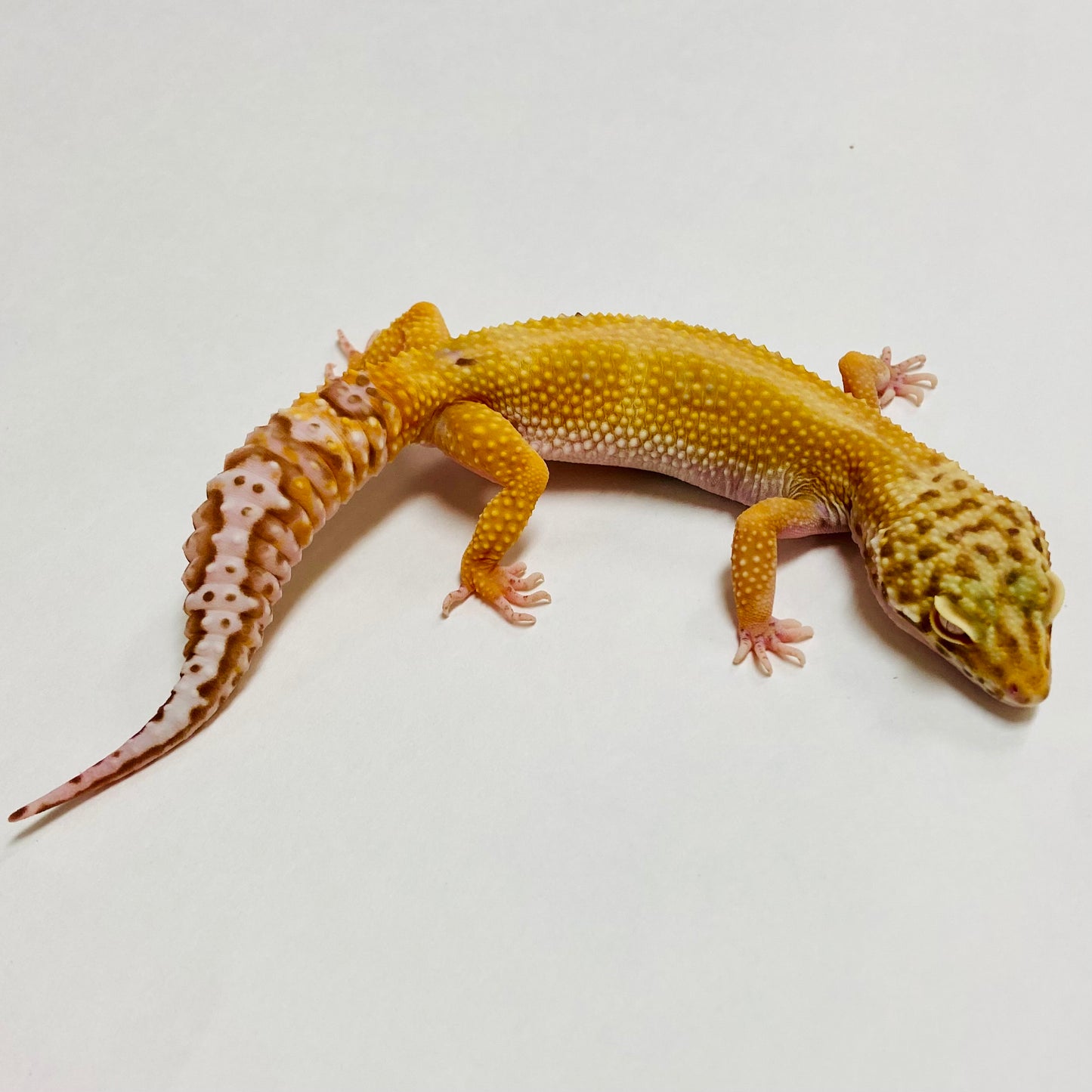 Hypo Bell Leopard Gecko Female A-A6-62222-1