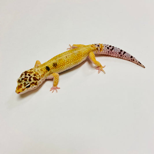 Hypo W/Y Leopard Gecko Male C-B8-60323-1