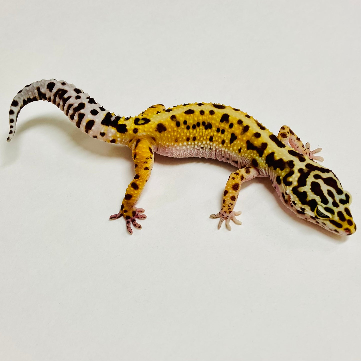 Bandit Mack Snow Stripe Leopard Gecko Female A-C2-52523-1