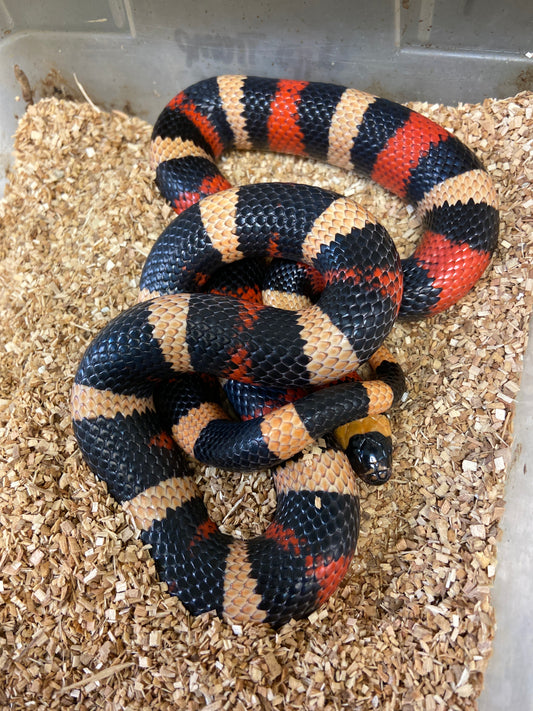 Apricot Pueblan Milk Snake- 2022 Male M04