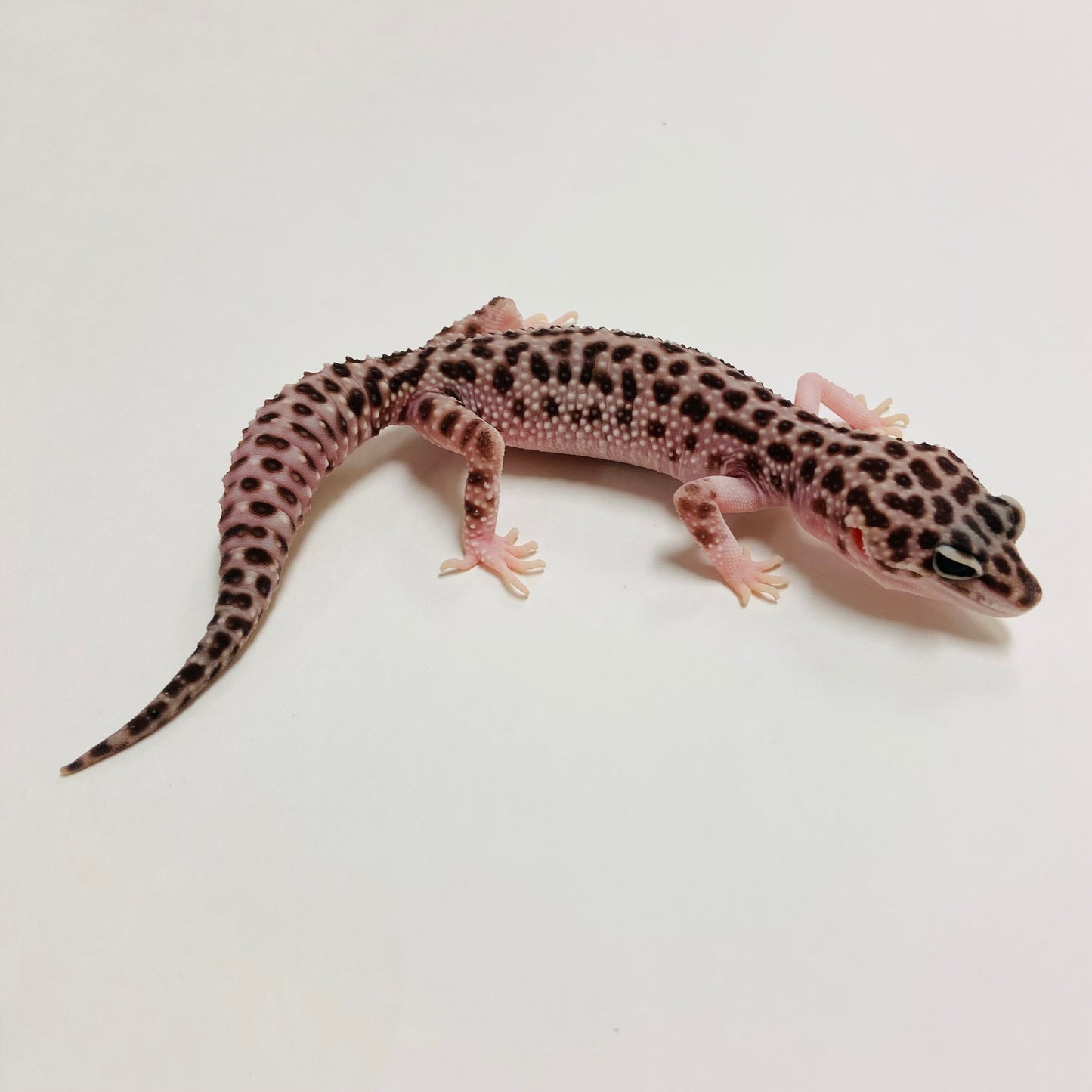 Super Snow Leopard Gecko Female A-B4-62322-1