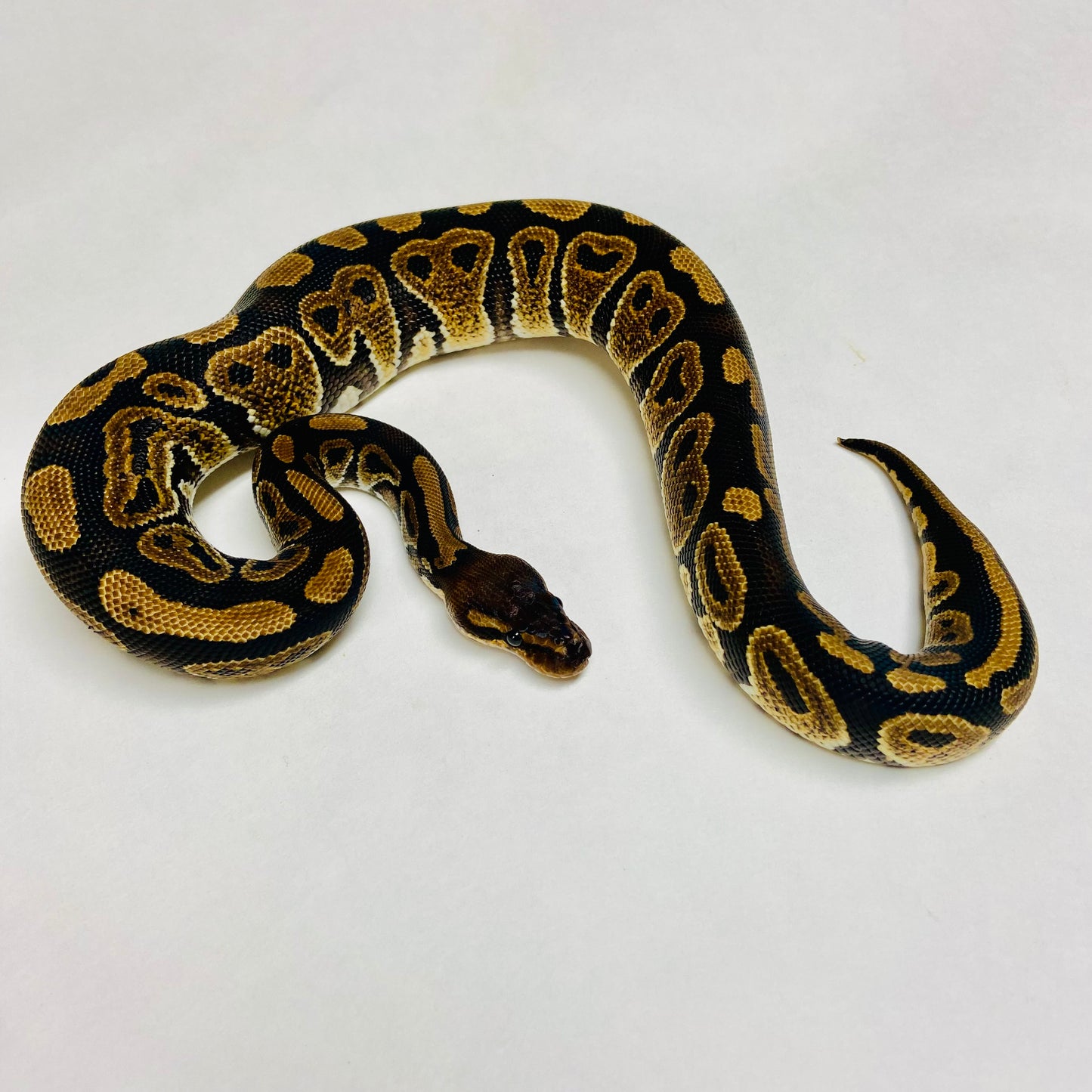 Mahogany Ball Python Male 2023M07