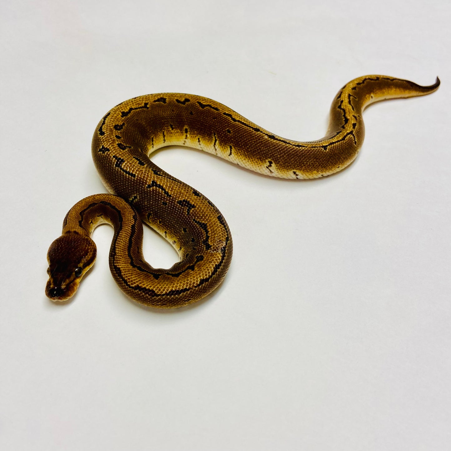 Cypress Pinstripe Ball Python Female 2023F01