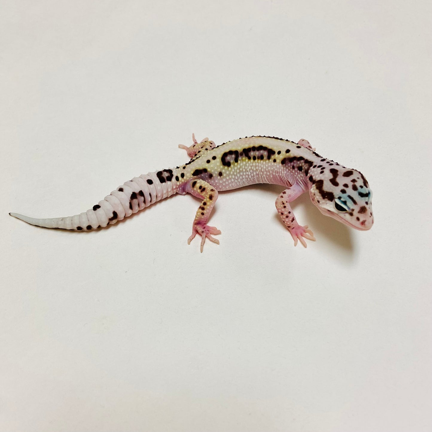 Lavender Bold Mack Snow Leopard Gecko Male D-B1-80824-1