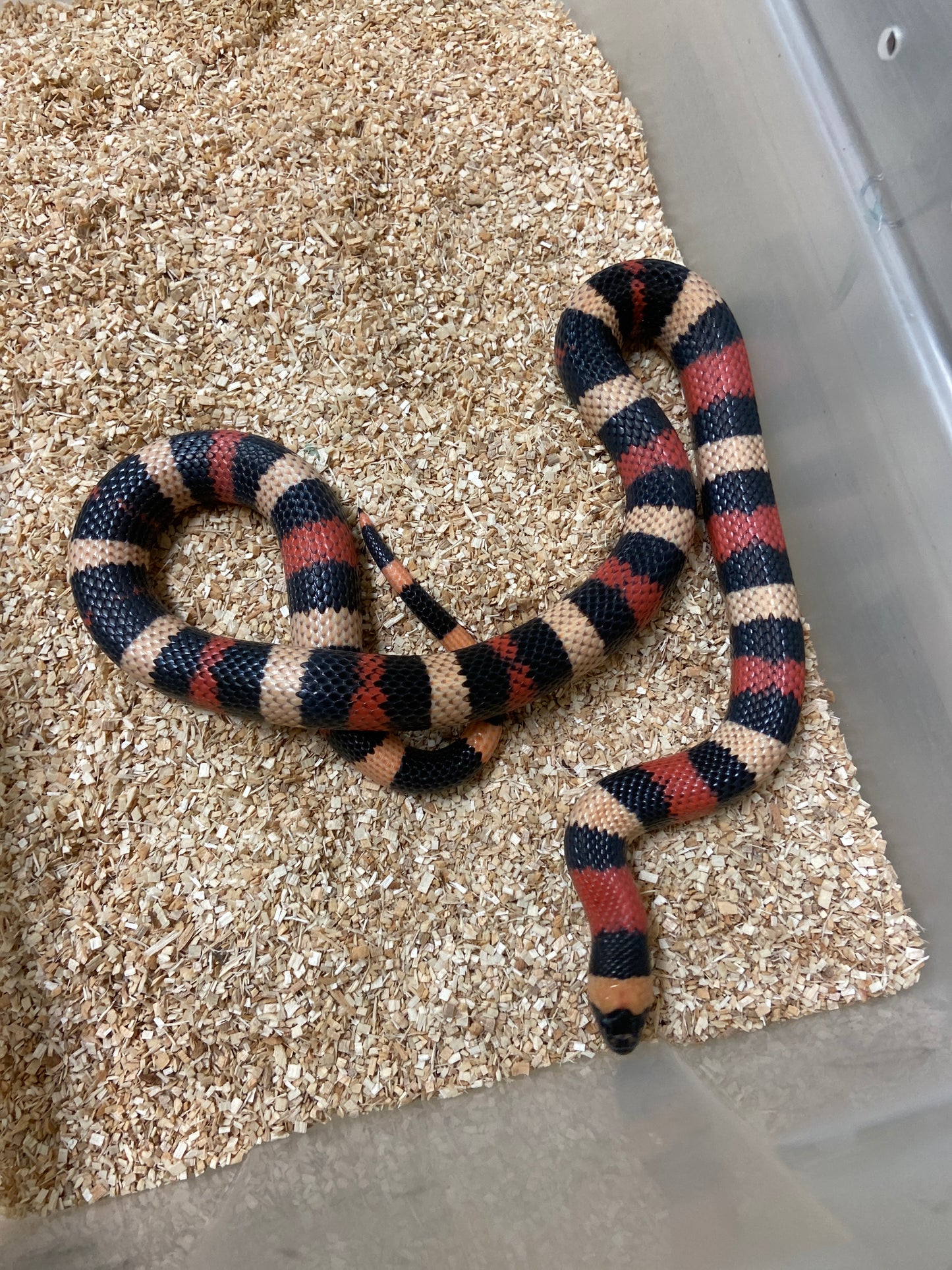 Apricot Pueblan Milk Snake 2022 Male M11