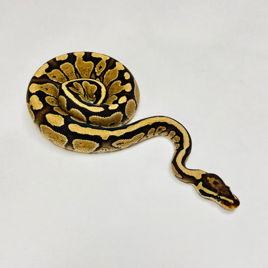 YellowBelly Ball Python- Male #2023M04