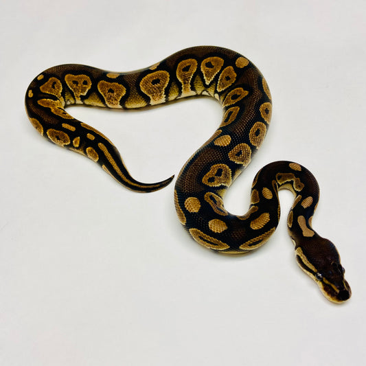 Cinnamon Het Sunset Ball Python Female 2023F03