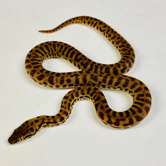 Stimson’s Python Female 2024F02