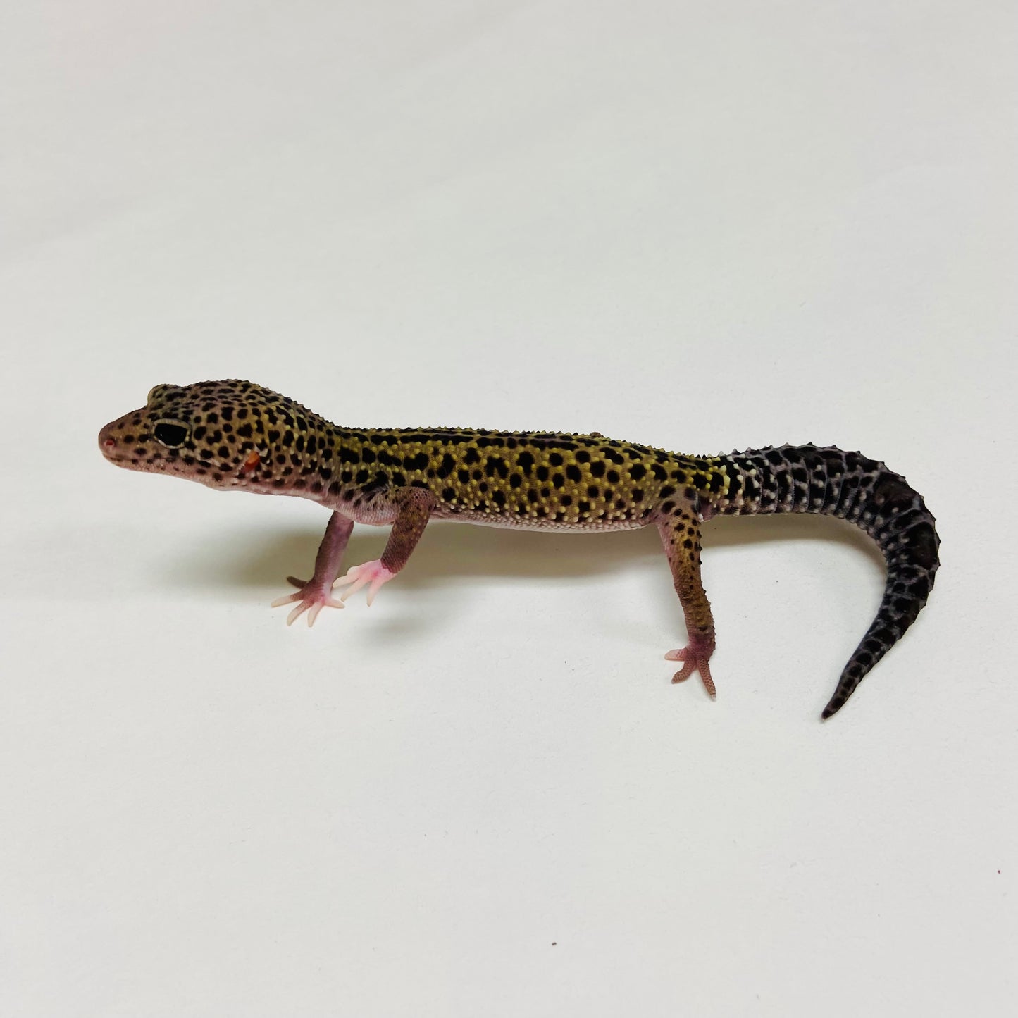 Dark Mack Snow Reverse Stripe Eclipse Leopard Gecko Female C-B3-71224-1