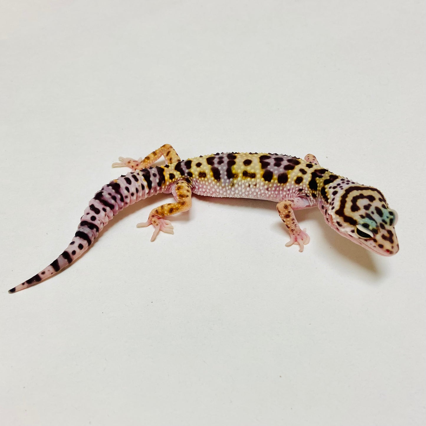 Mack Snow Leopard Gecko Male D-B1-80624-1