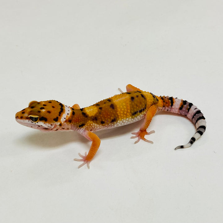 Leopard Geckos for Sale at BHB! Top Quality & Vast Selection in the US ...