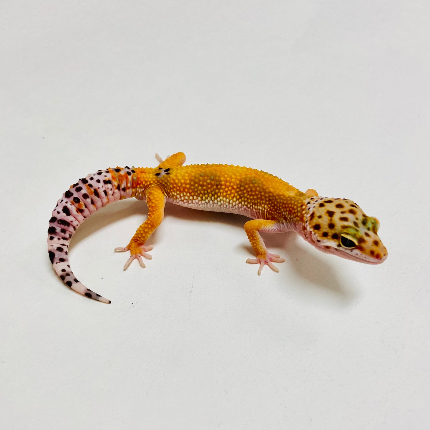 Hypo Tangerine Leopard Gecko Male B-A4-71624-1