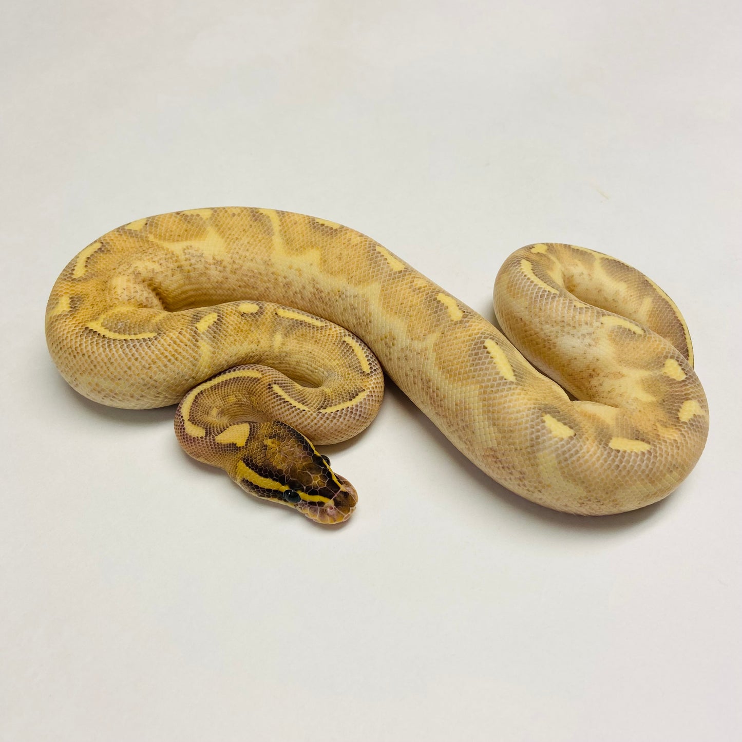 Pastel Enchi Highway Ball Python Male 2023M01