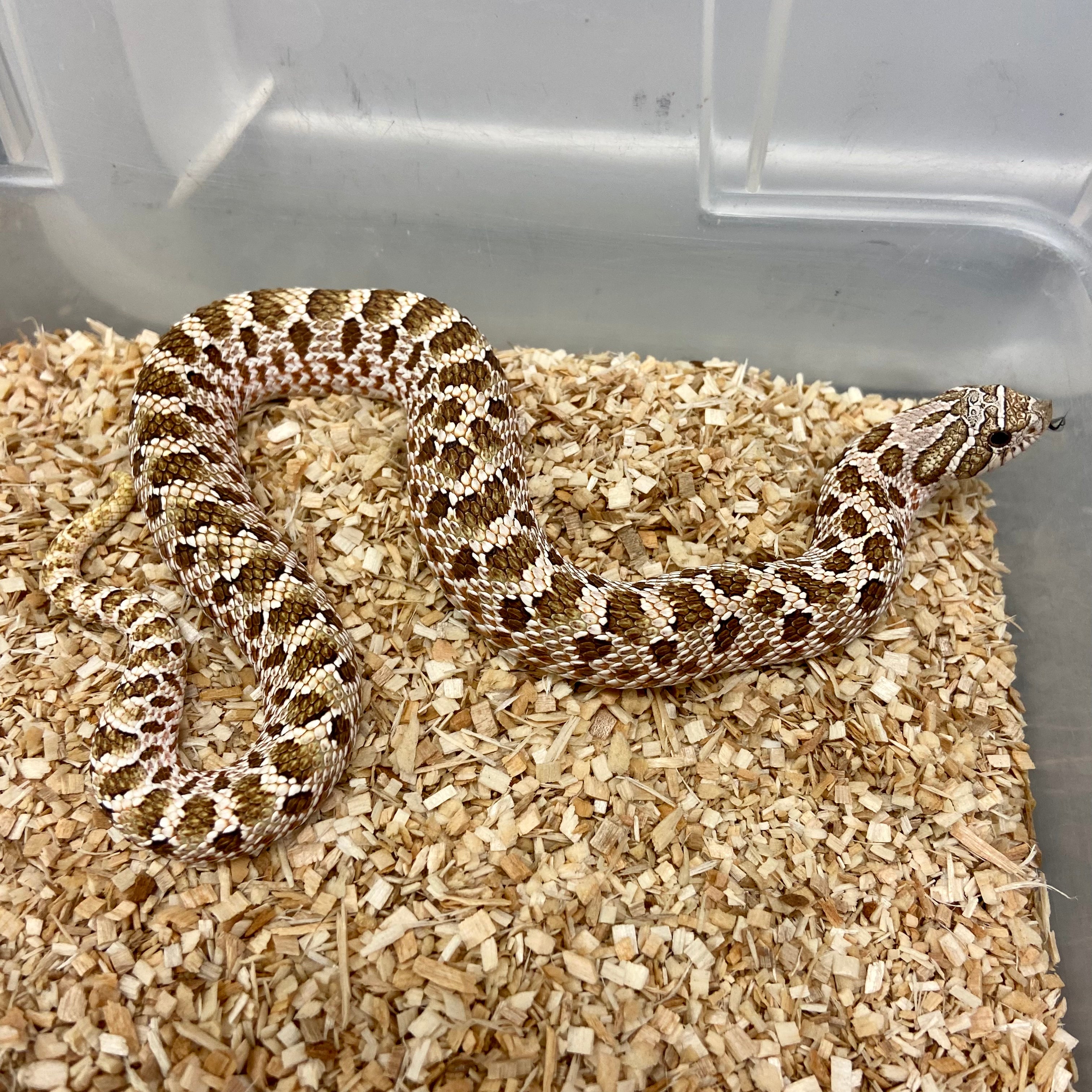 Hognose Snakes For Sale I Purchase Your Hognose Snake Online Or Pickup ...