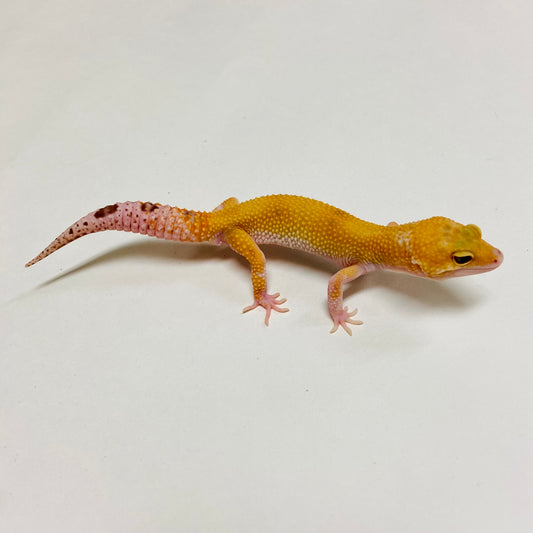 Raptor Leopard Gecko Male C-A2-71624-1