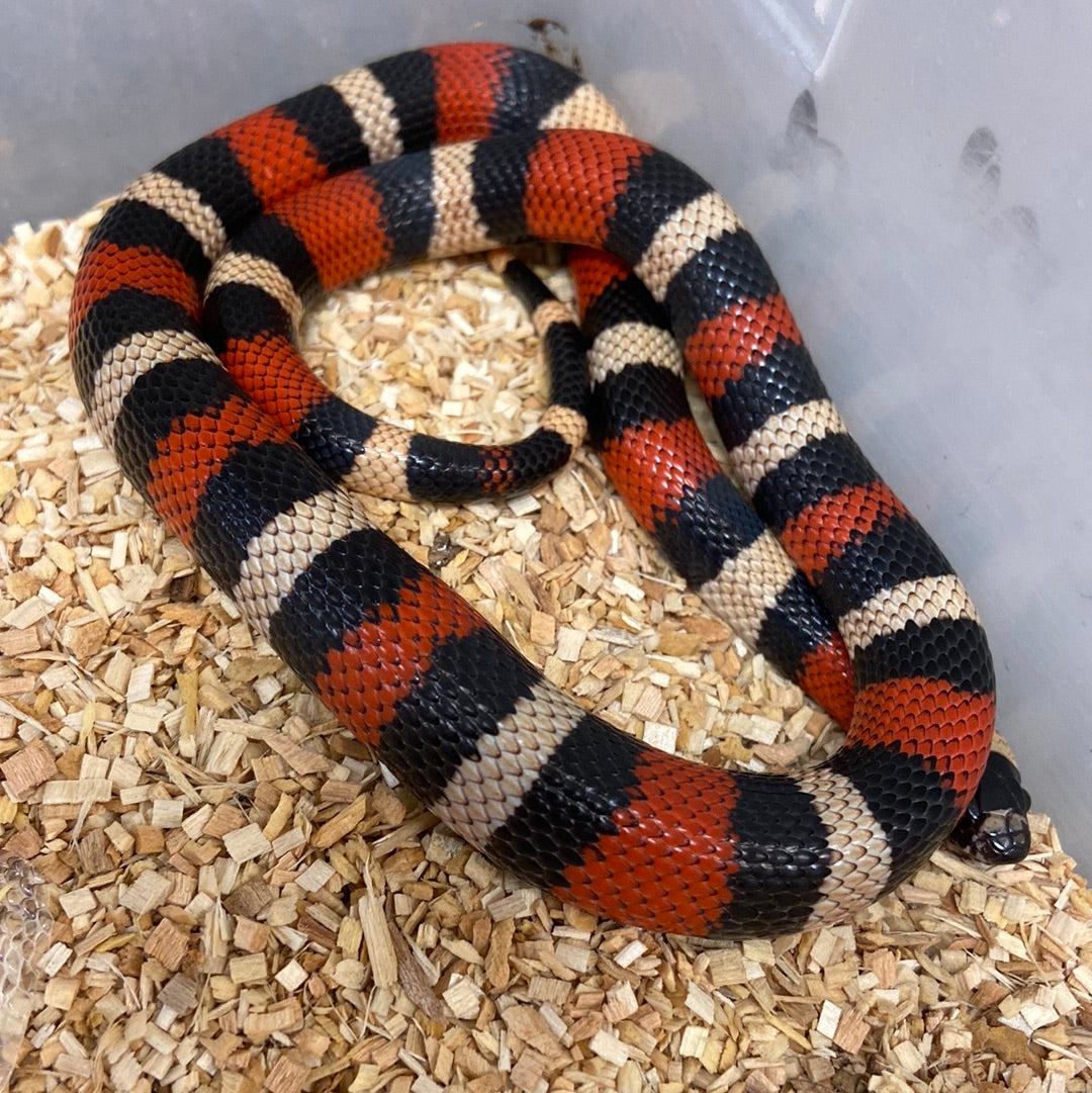 Milk Snakes For Sale - BHB Reptiles