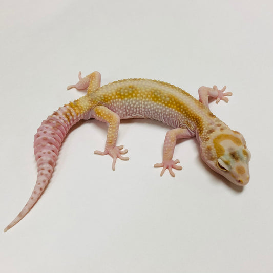 Bold Bell W/Y Leopard Gecko Male E-K6-71921-1