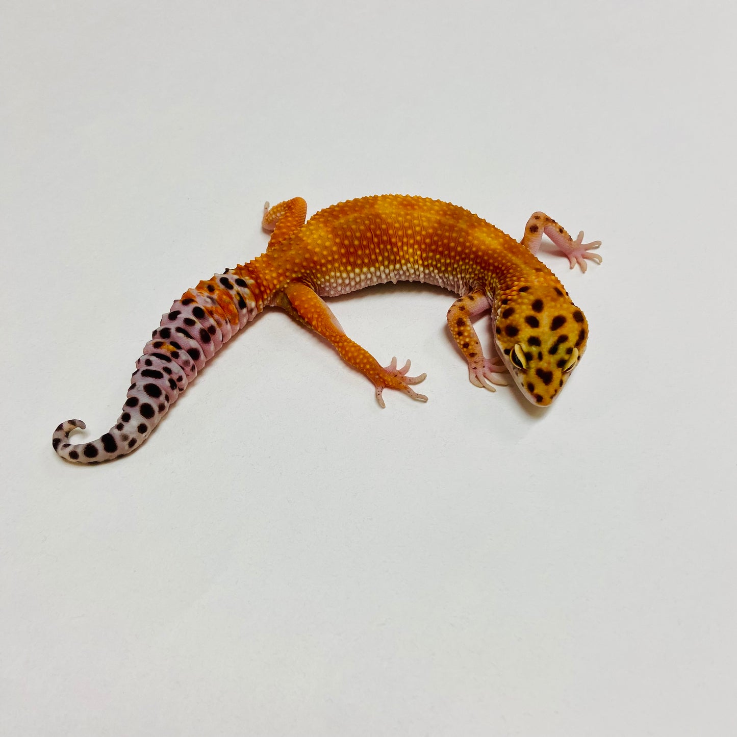 Hypo Tangerine Leopard Gecko Female B-B3-62623-1