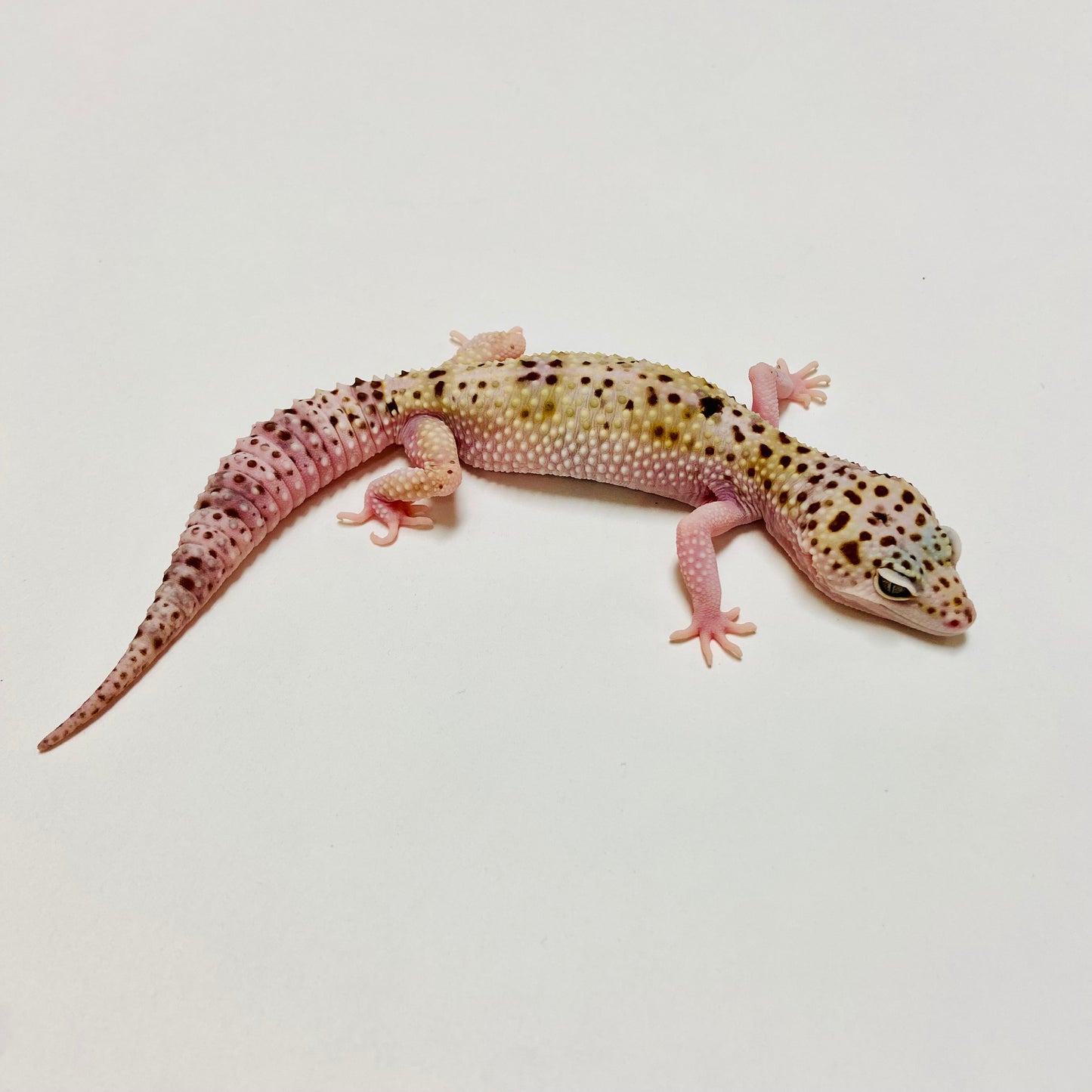 Mack Snow Eclipse W/Y Leopard Gecko Female E-B9-101222-1