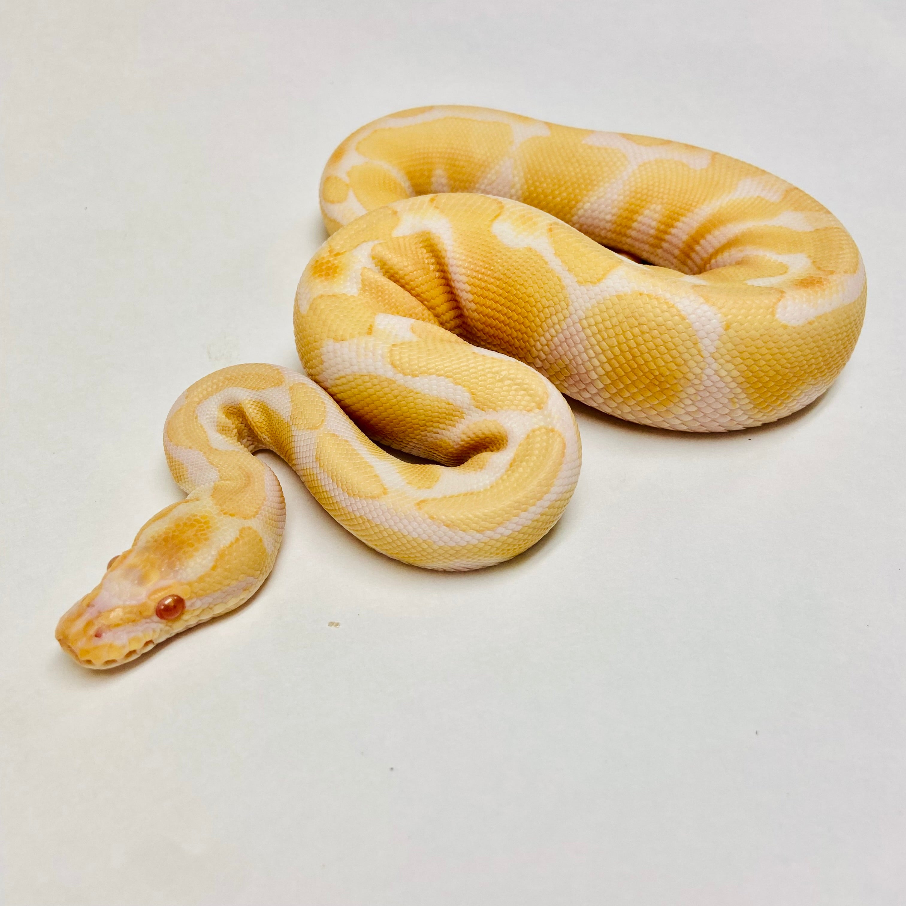 Ball Pythons for Sale at BHB Reptiles - High Quality & Wide Variety in ...