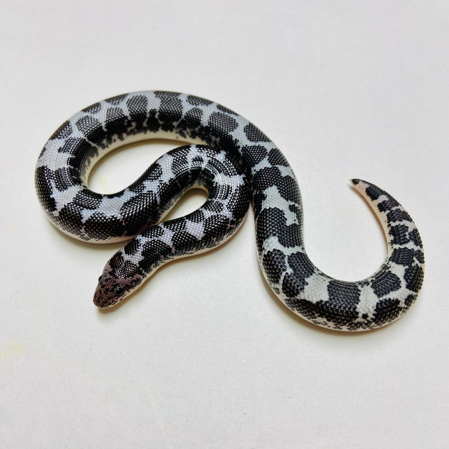 Anery Kenyan Sand Boa Female 2024F09