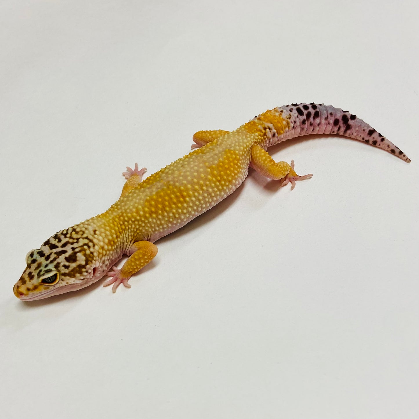 Hypo W/Y Leopard Gecko Male C-B8-62623-1