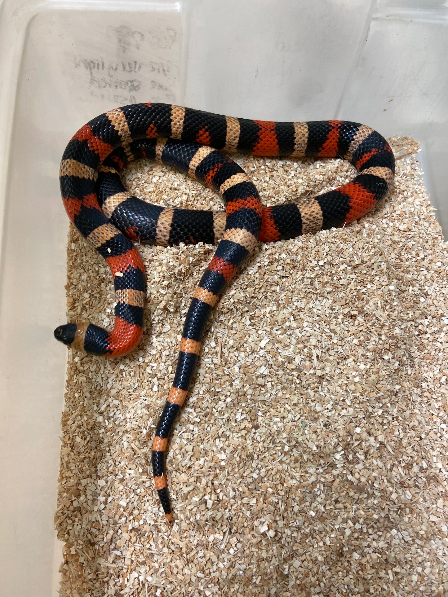 Apricot Pueblan Milk Snake 2022 Male M02