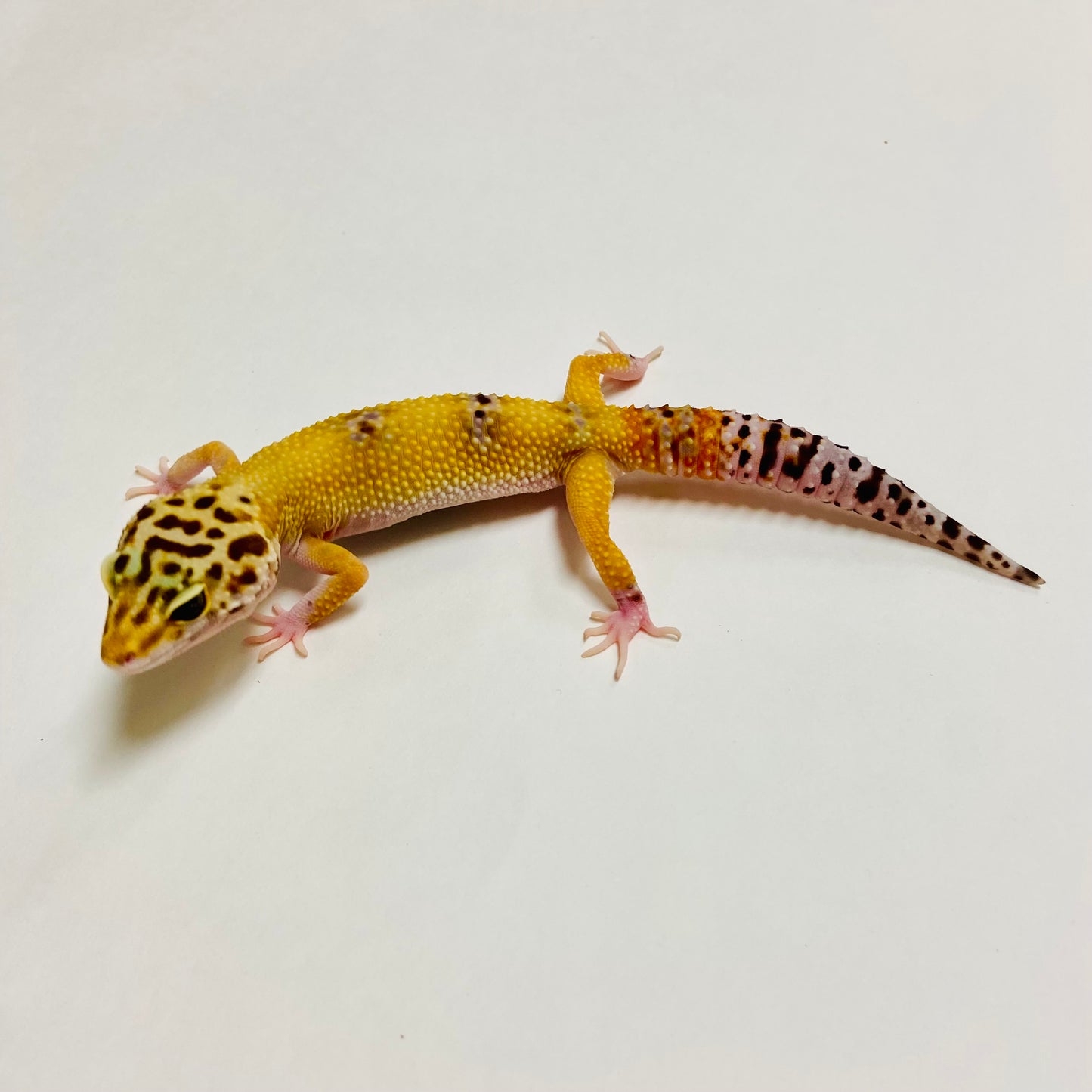 Hypo Marble Eye Leopard Gecko Female A-H7-92122-1