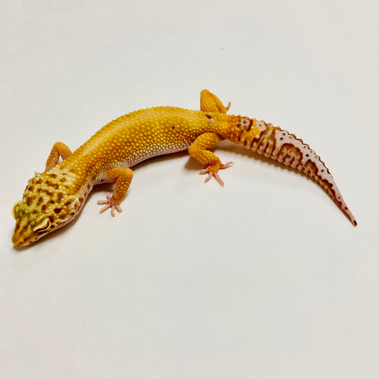 Hypo Bell Leopard Gecko Female A-A6-62222-1