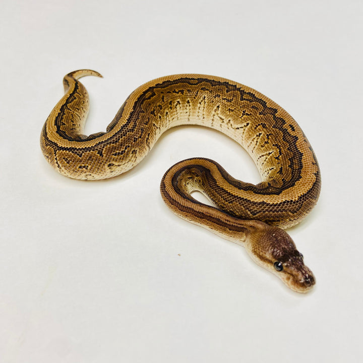 Ball Pythons for Sale at BHB Reptiles - High Quality & Wide Variety in ...
