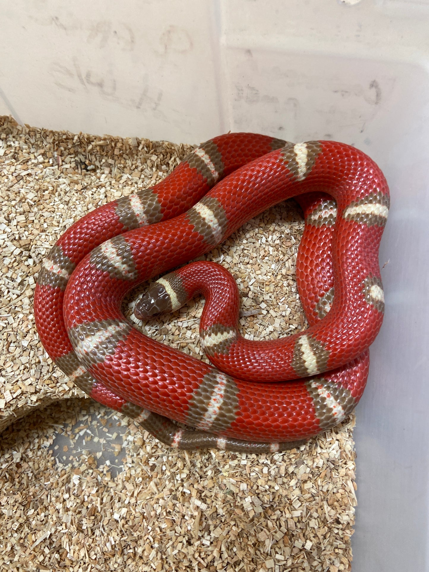 T-Positive Albino Nelsons Milk Snake 2022 Male