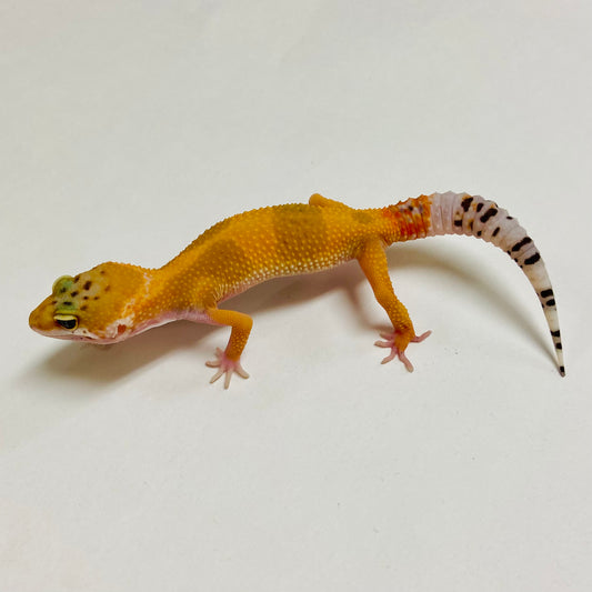 Hypo Tangerine Leopard Gecko Female A-A1-72924-1