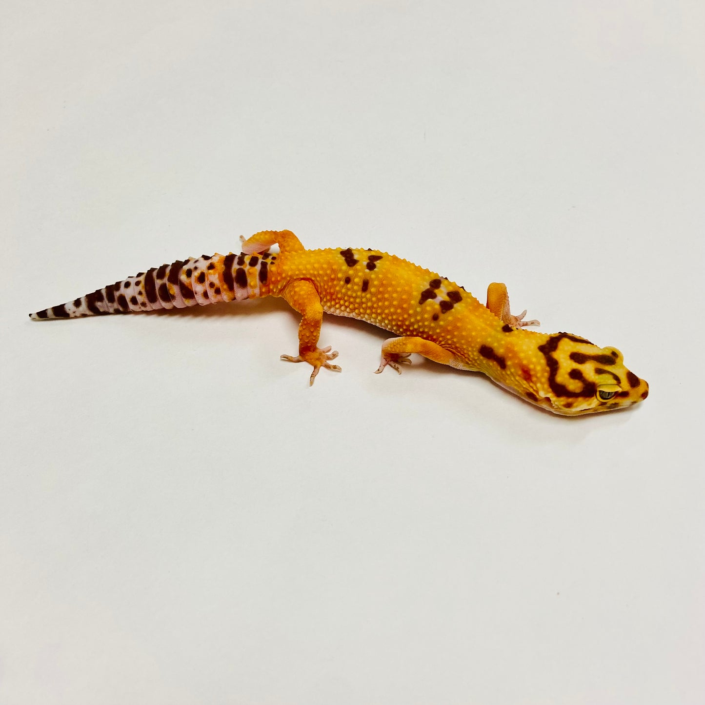 Bandit Albino Tremper Tangerine Leopard Gecko Female C-B5-71023