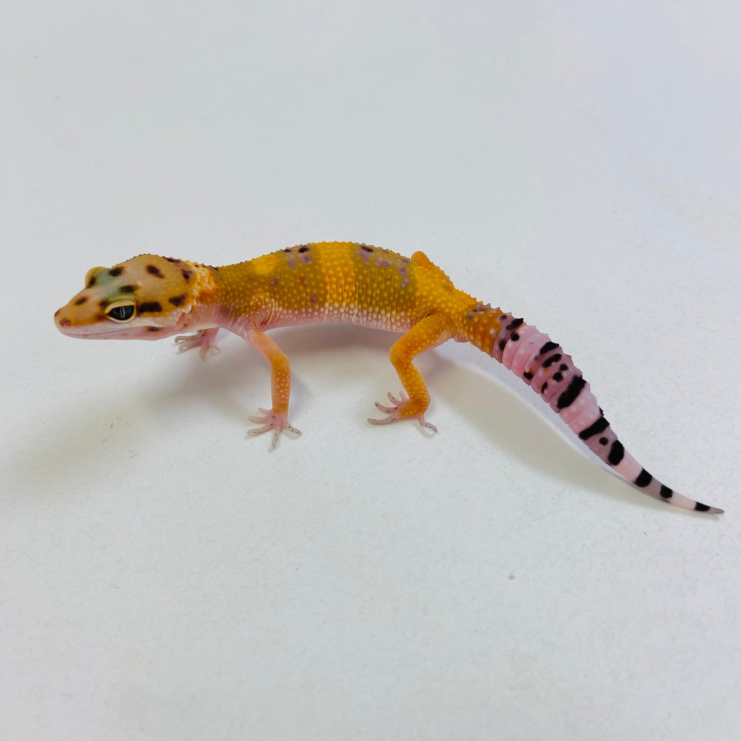 Tangerine Leopard Gecko Male #B-B2-52423-1 – BHB Reptiles