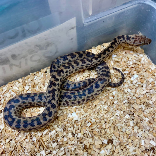 Spotted Python Male 2024M03