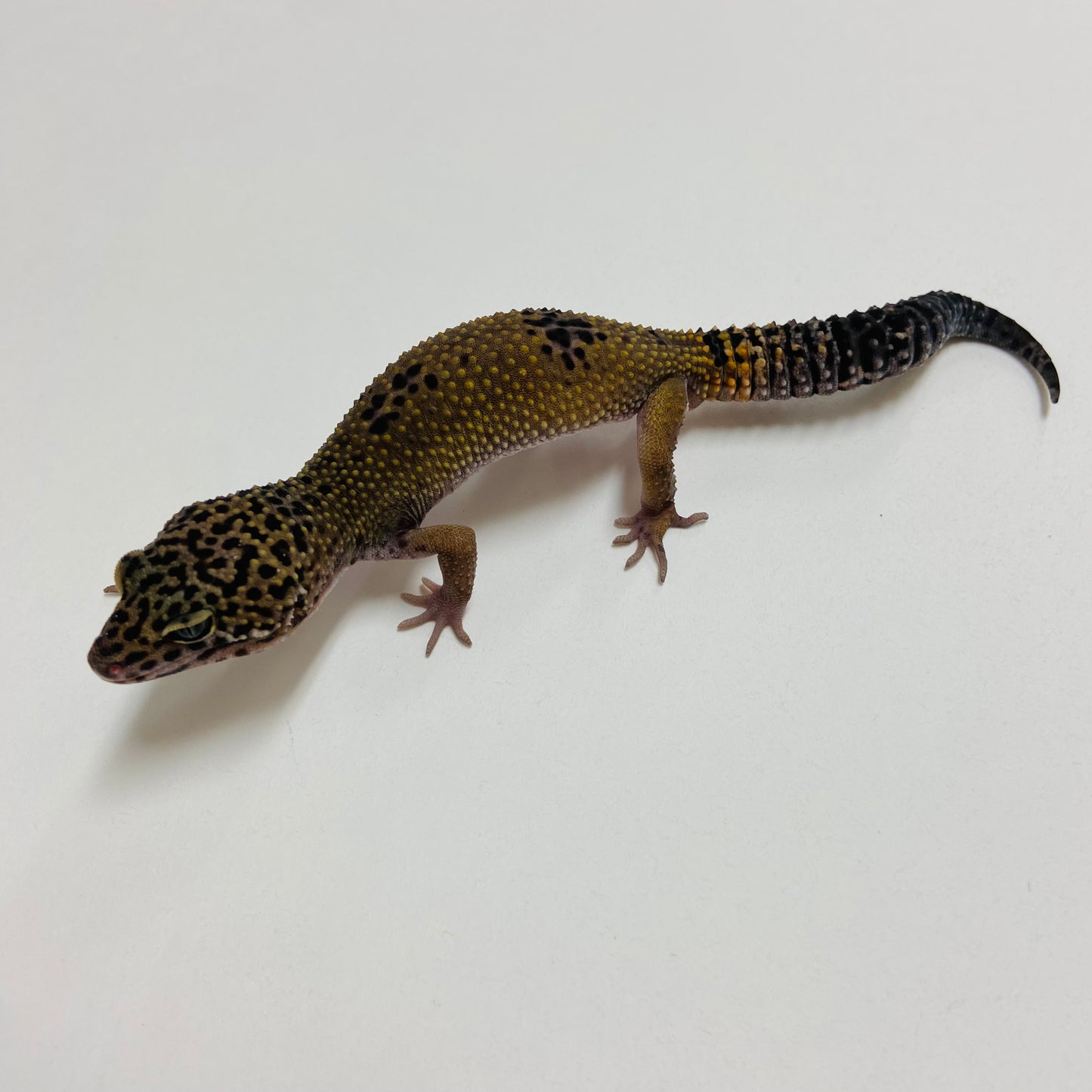 Dark Mack Snow Leopard Gecko Male B-B4-70824-1