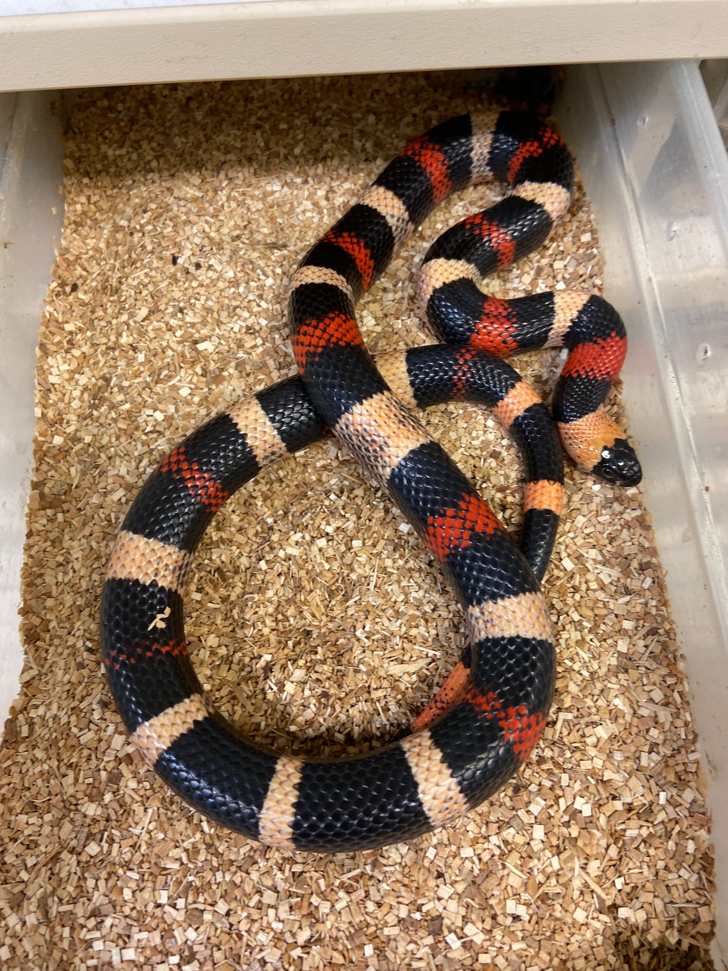 Apricot Pueblan Milk Snake- 2022 Male M05