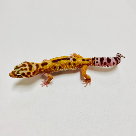 Raptor Leopard Gecko Female B-B7-71024-1