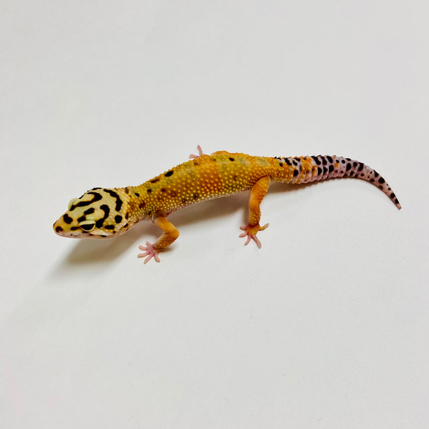 Bandit Green Tangerine Leopard Gecko Female B-B1-61723-1