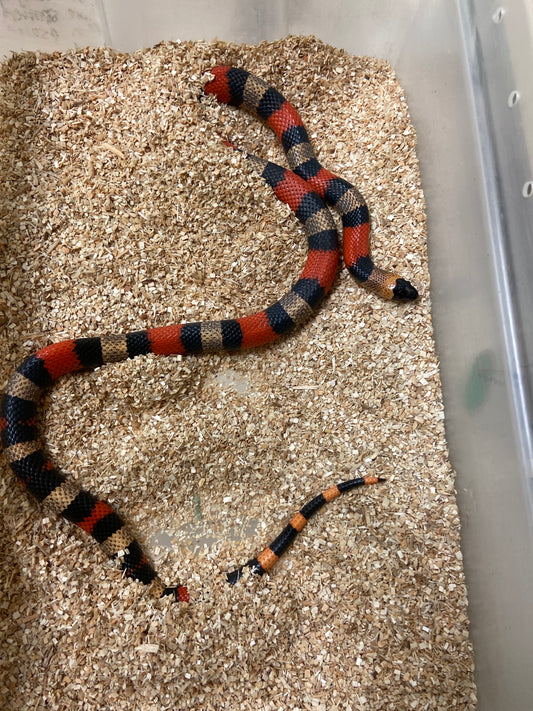 Apricot Pueblan Milk Snake 2022 Male M14