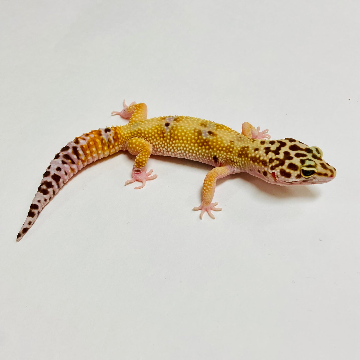 Hypo W/Y Marble Eye Leopard Gecko Female A-H7-82422-1