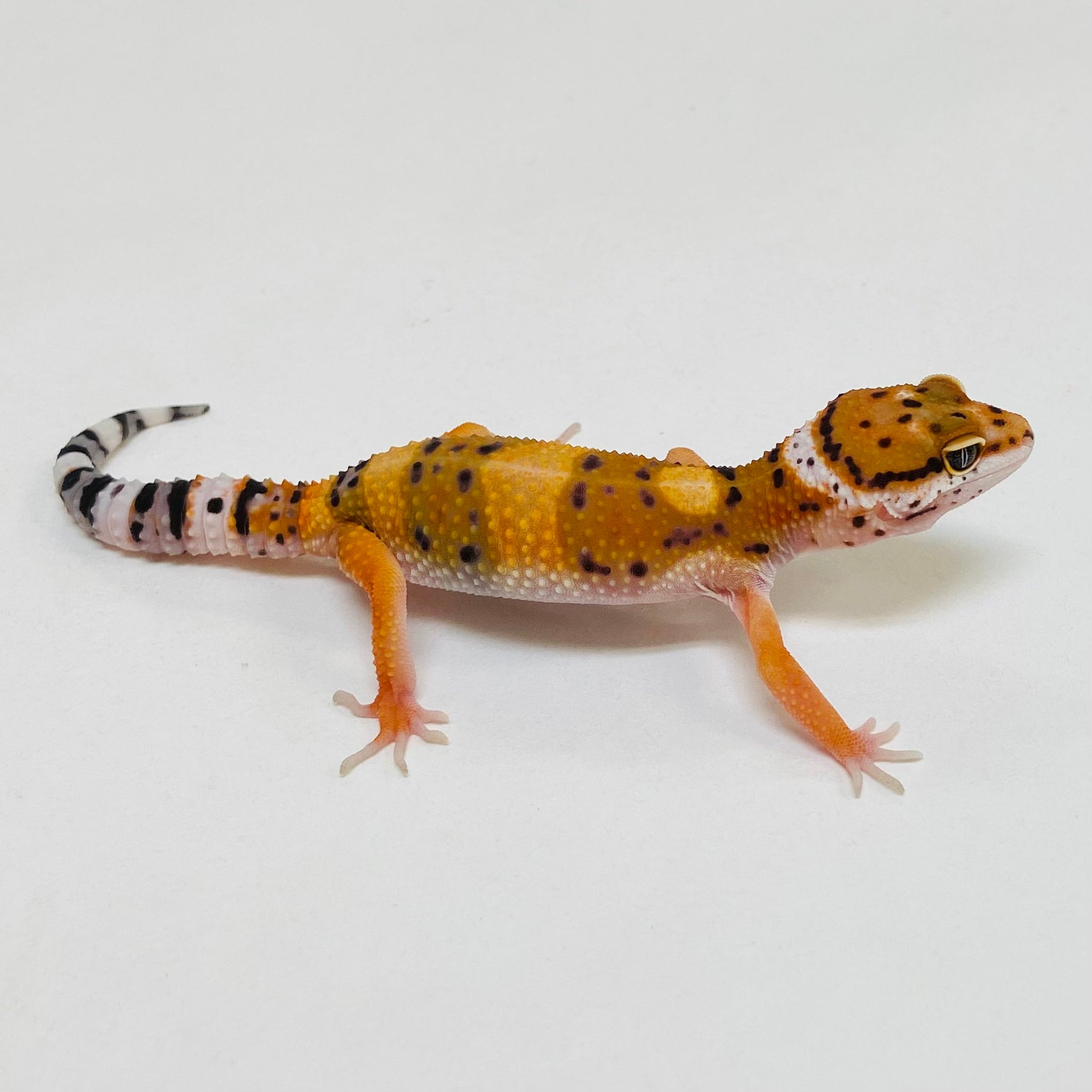 Leopard Geckos for Sale at BHB! Top Quality & Vast Selection in the US ...