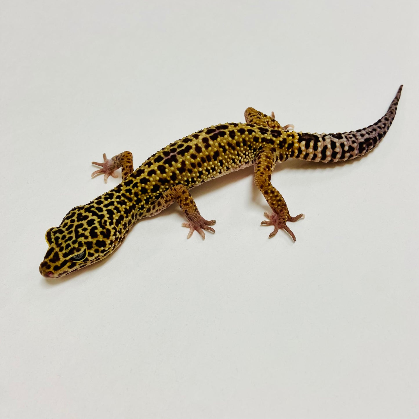 Dark Mack Snow Leopard Gecko Male B-B2-71222-1