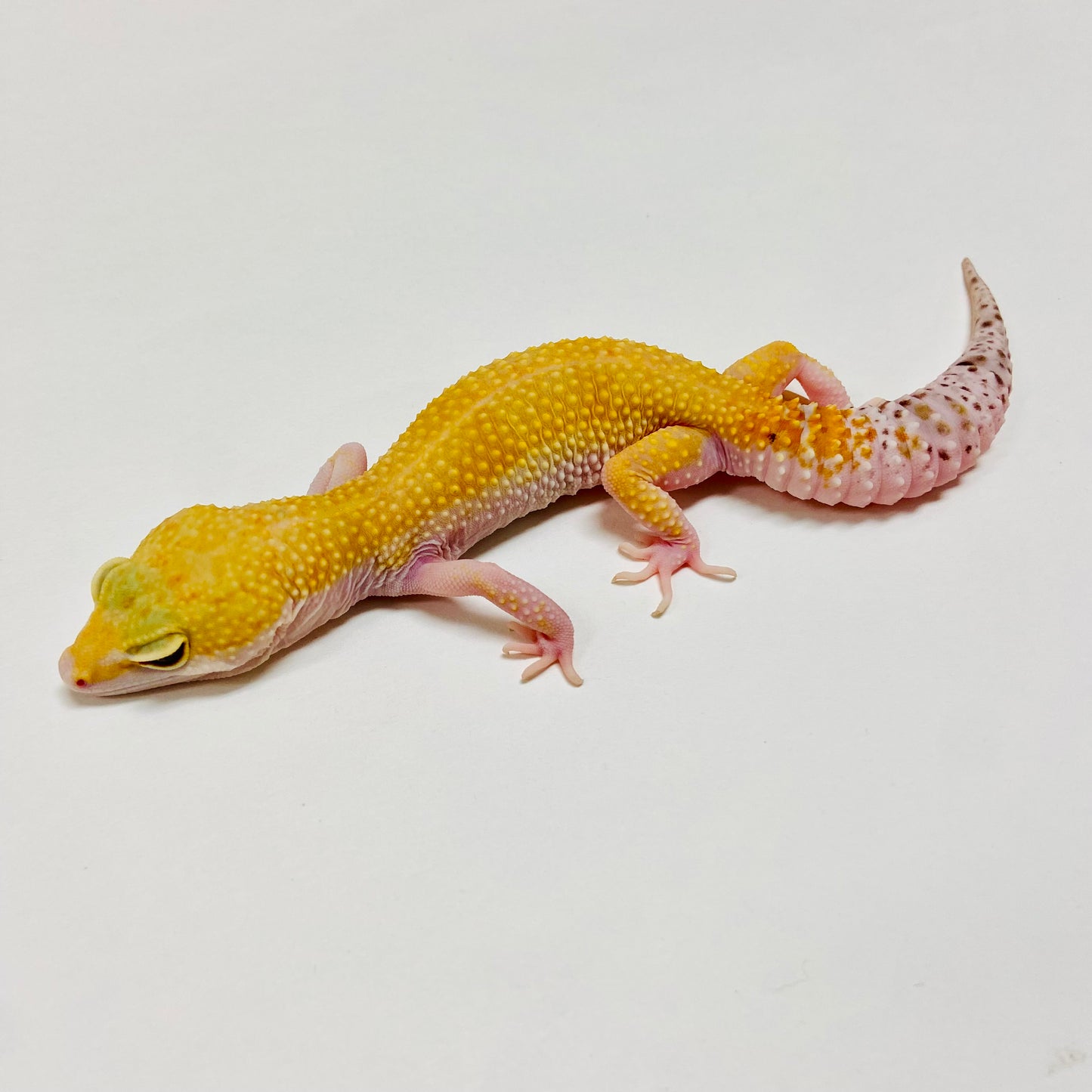 Super Hypo Mack Snow Eclipse W/Y Leopard Gecko Female E-J9-71420-1