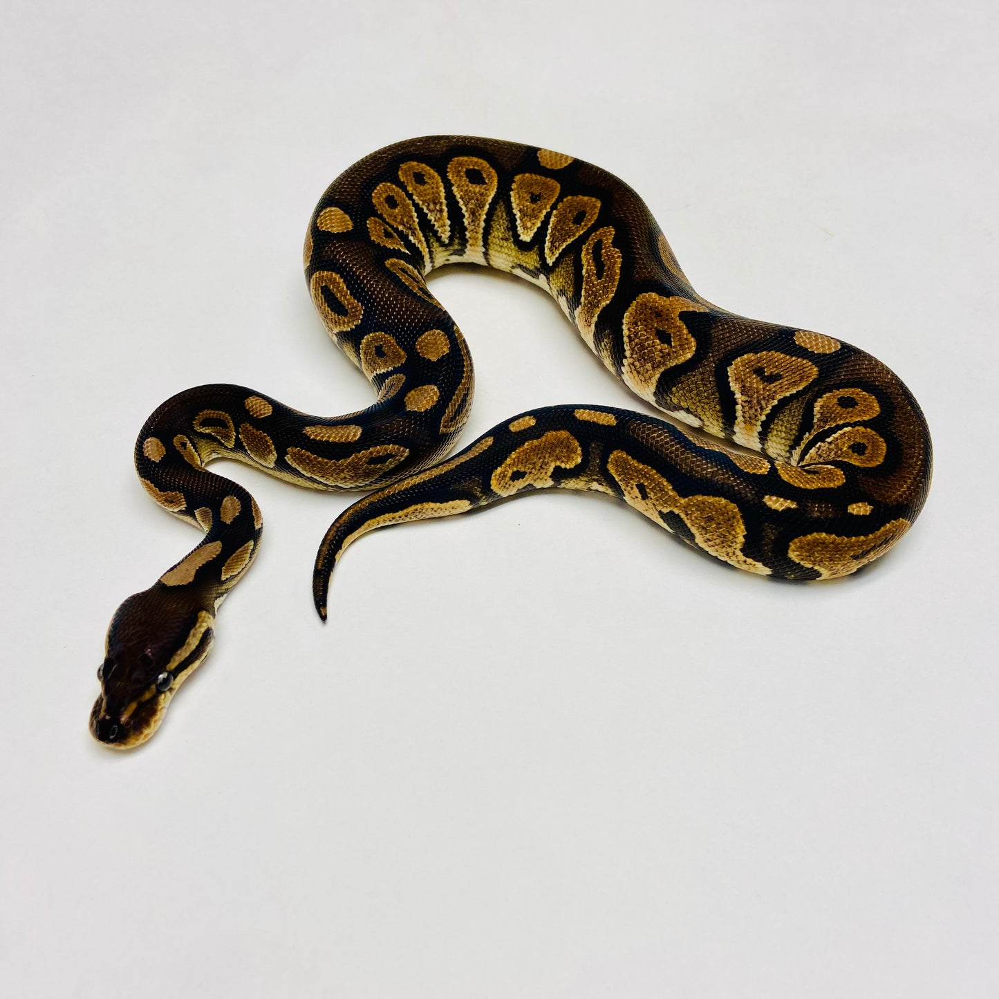 Cinnamon Het Sunset Ball Python Female 2023F03