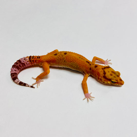 Hypo Tremper Tangerine Leopard Gecko Male B-B5-61723-1